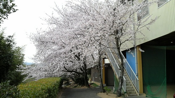 練習場の桜
