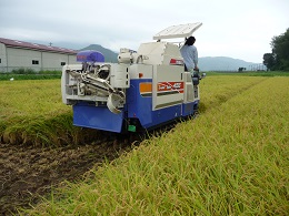 稲刈り作業