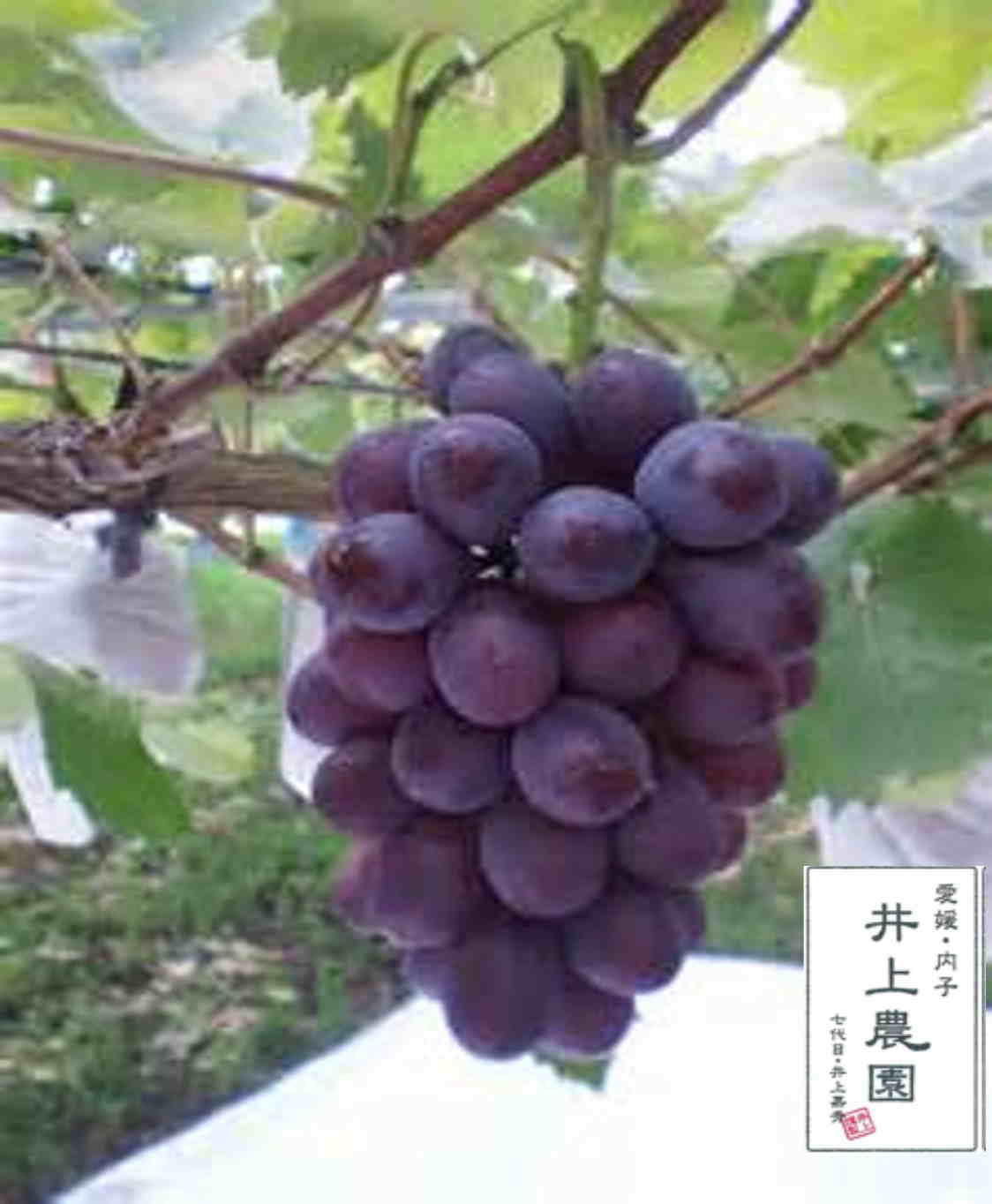 オリエンタルスター画像