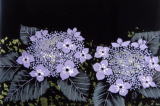 紫陽花（サムホール）