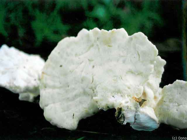 アイカワタケ　（白色型）　（多孔菌科、アイカワタケ属）